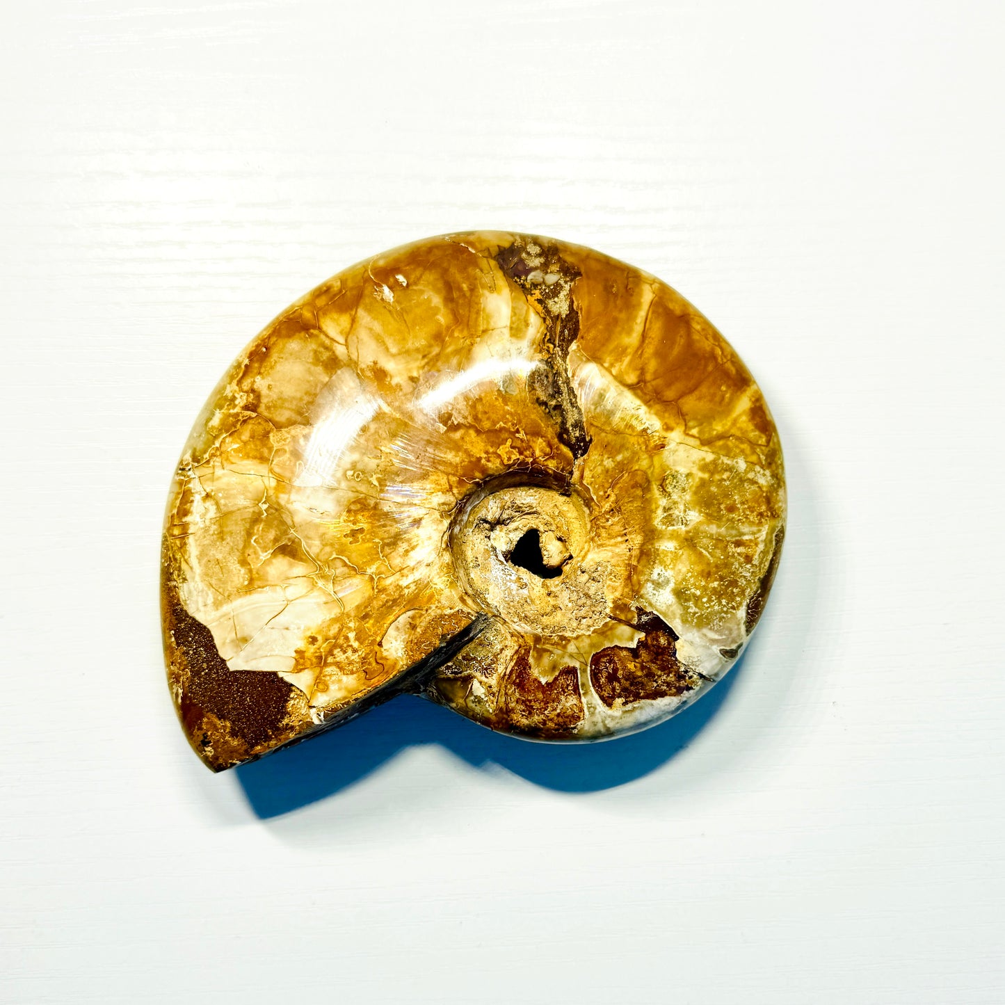 Ammonite fossil on a white background