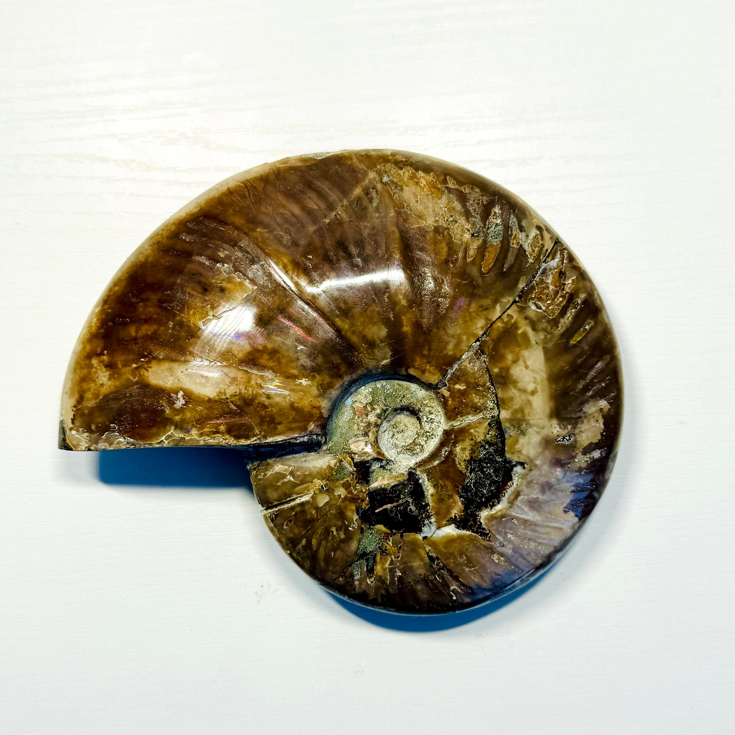 Ammonite fossil on a white background