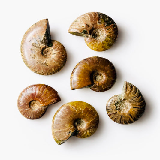 Polished Ammonite Fossils – Sold by the Pound