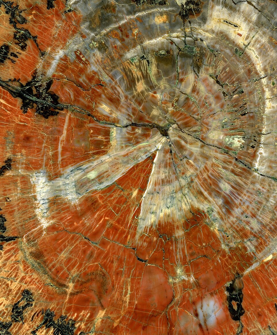 Petrified Wood real specimen reference photograph