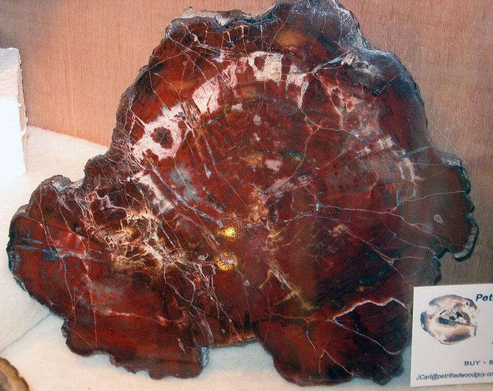 Petrified Wood real specimen reference photograph
