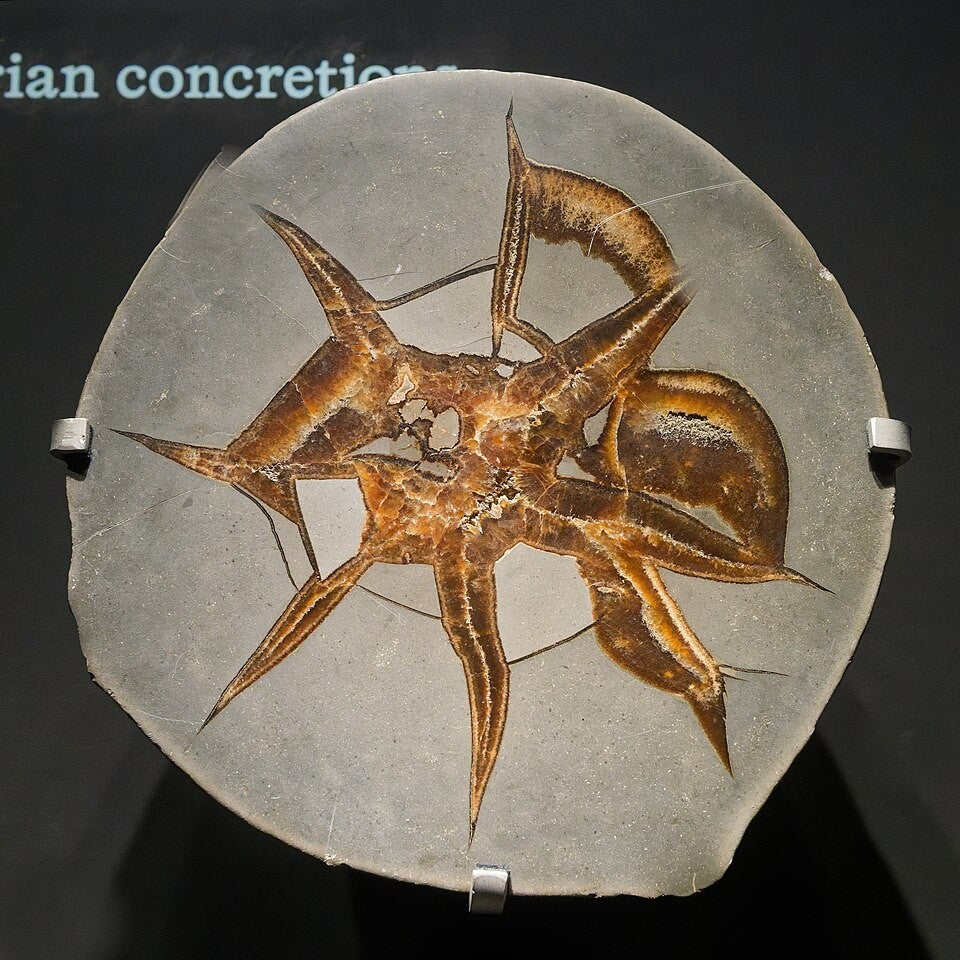Septarian real specimen reference photograph