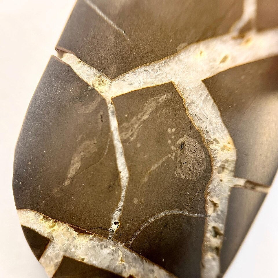 Septarian real specimen reference photograph