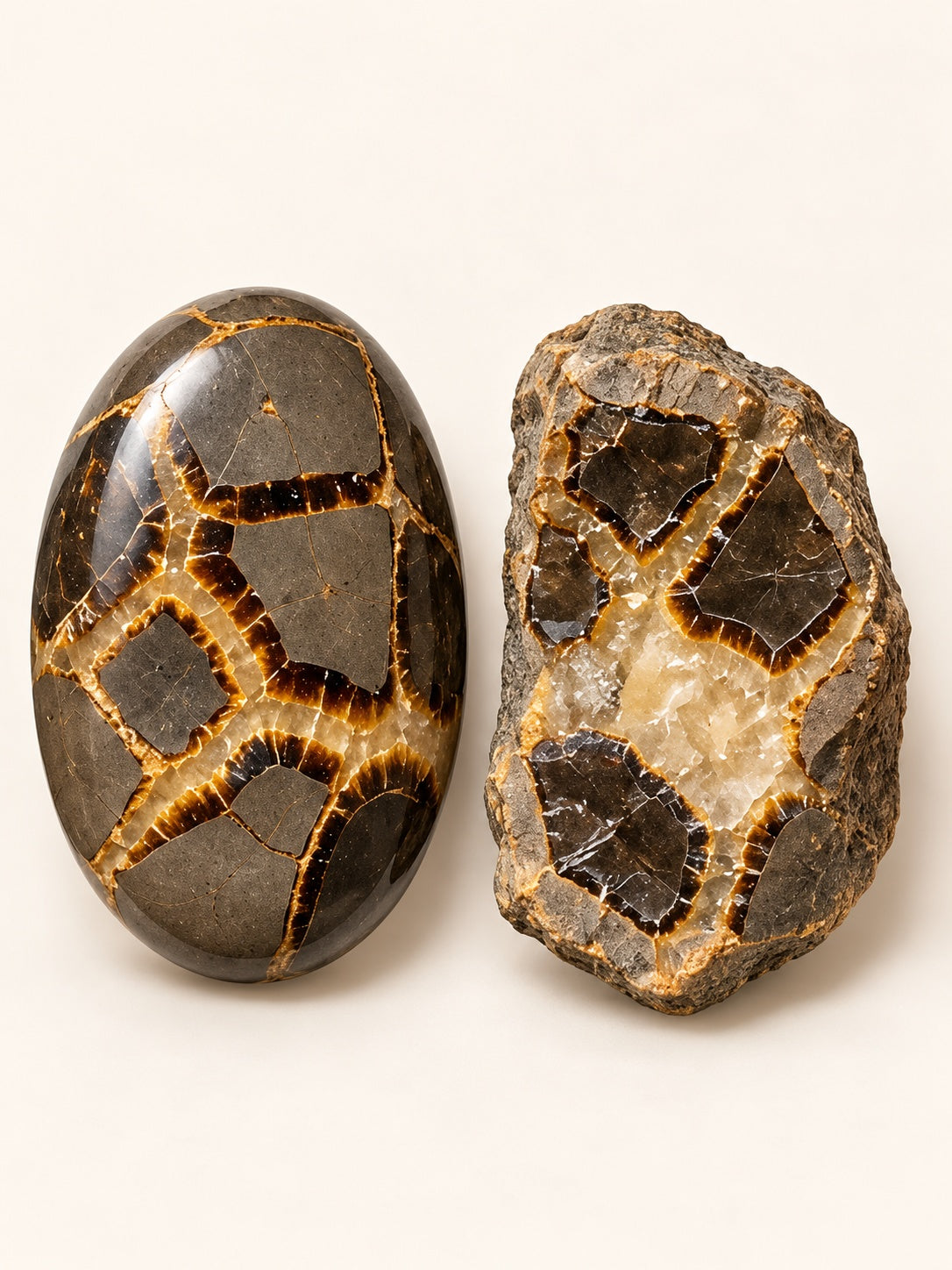 Septarian shown as a polished palm-stone or cabochon form beside a rough form in a generated educational comparison illustration