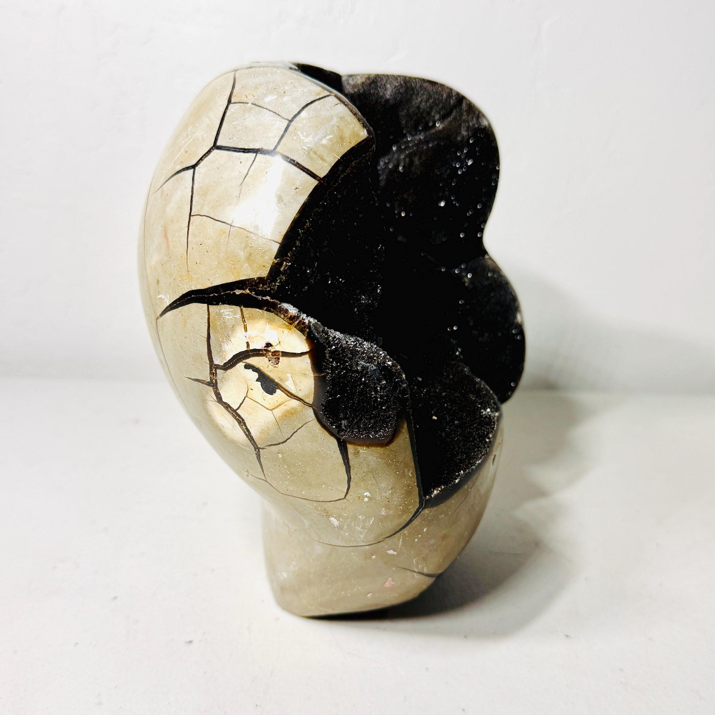 Opposite side of Septarian AET16 showing the curved exterior and dark cavity opening