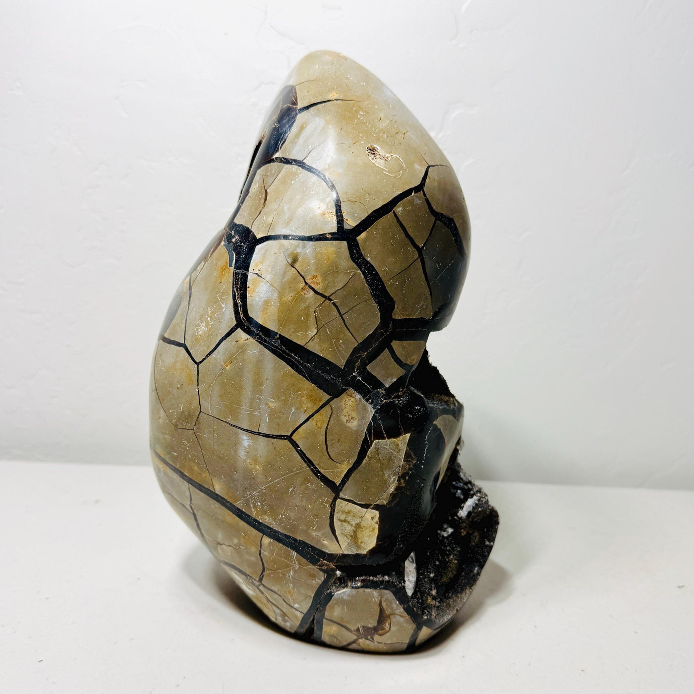 Reverse of Septarian AET17 showing tall curved form and polished golden-beige panels