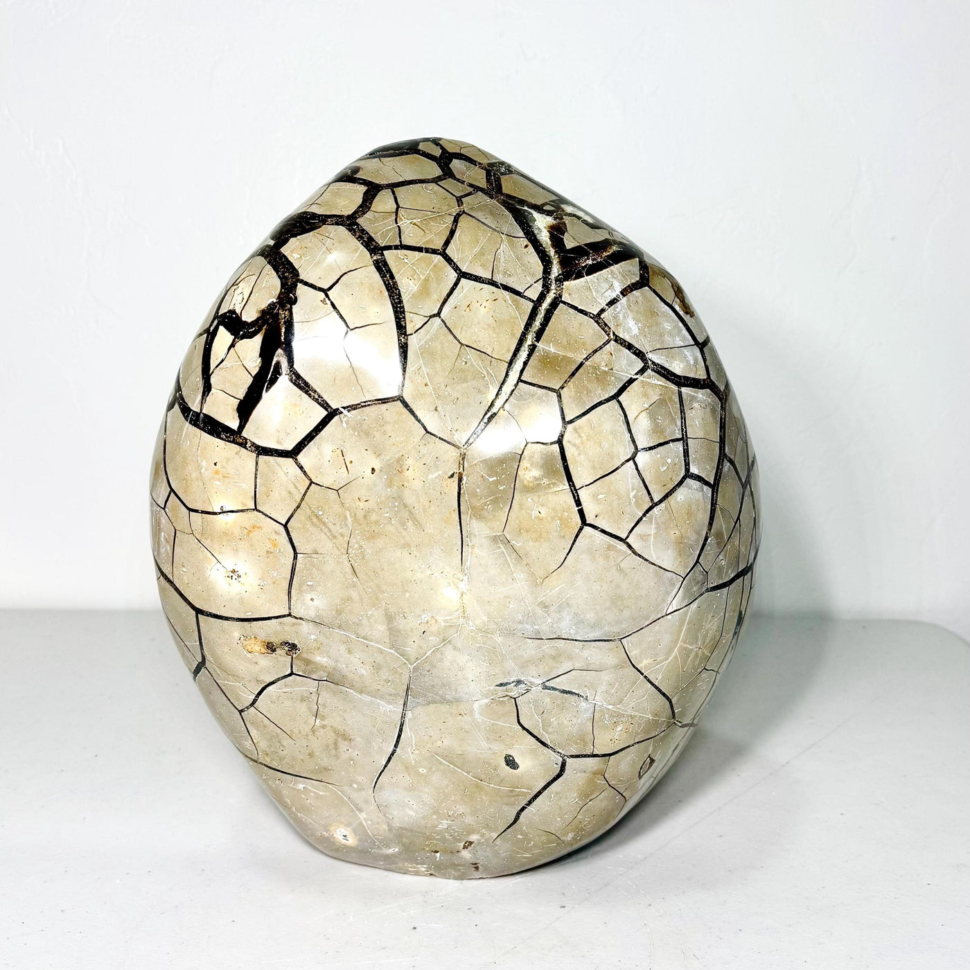 Reverse of Septarian AET29 with dark branching lines across the rounded polished surface
