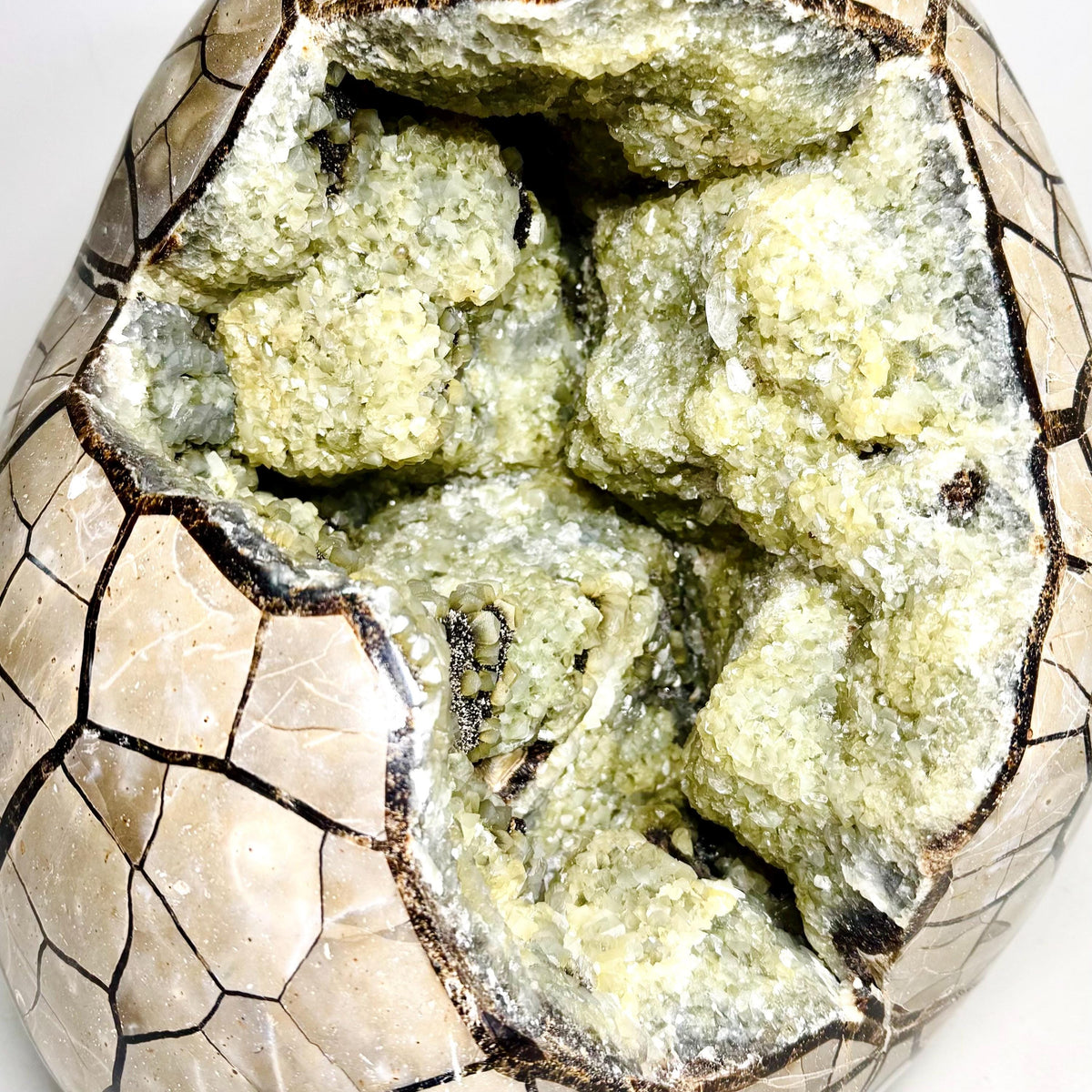 Closer view of the golden druzy cavity and dark septarian network on specimen AET29