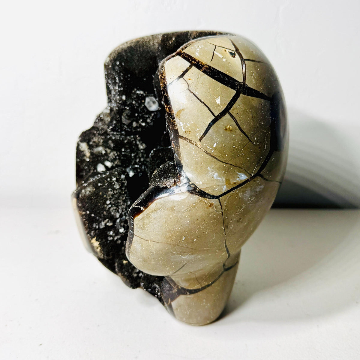 Side view of Septarian AET16 showing honey-colored polished panels and black veining