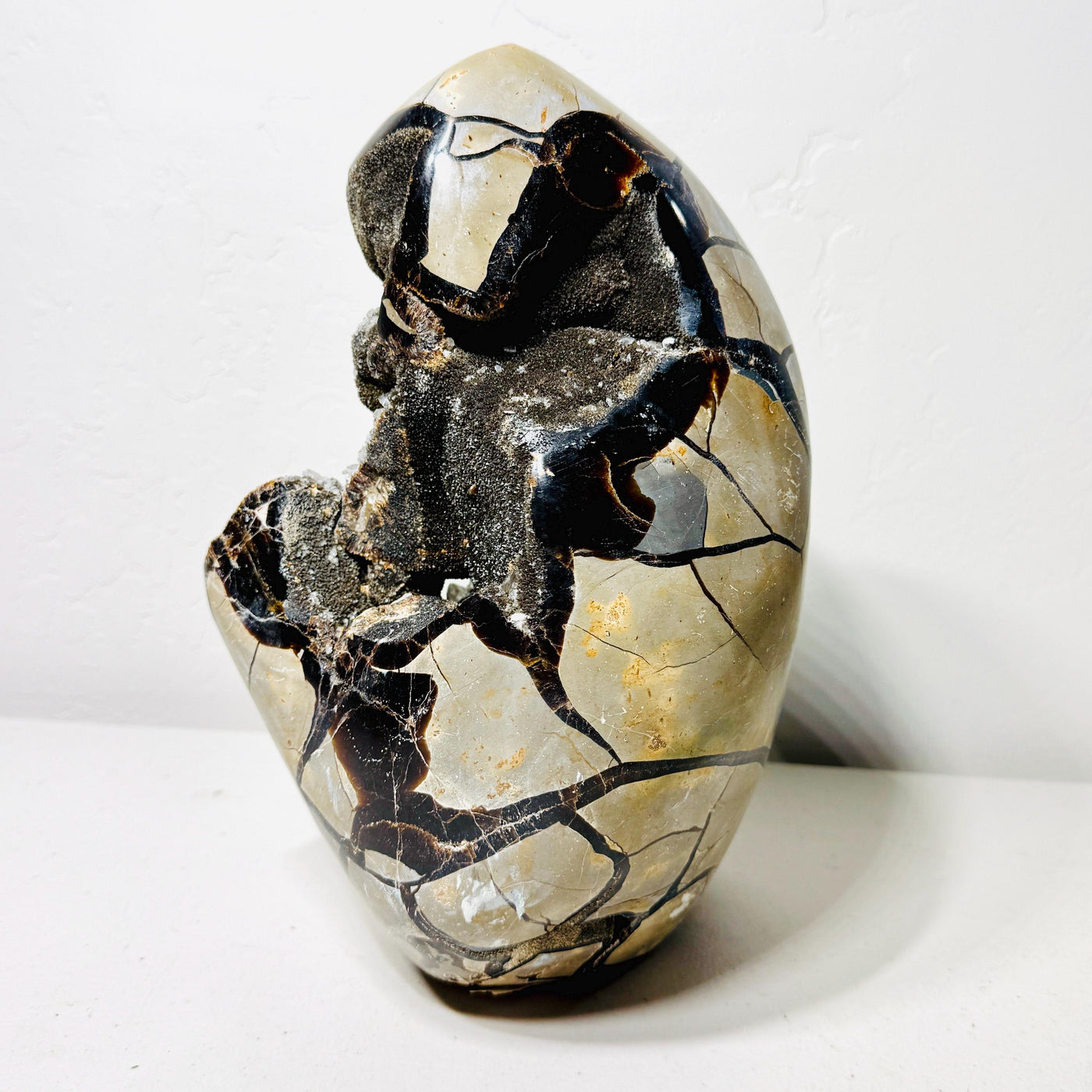 Alternate side of Septarian AET17 with beige panels, black veins, and exposed druzy