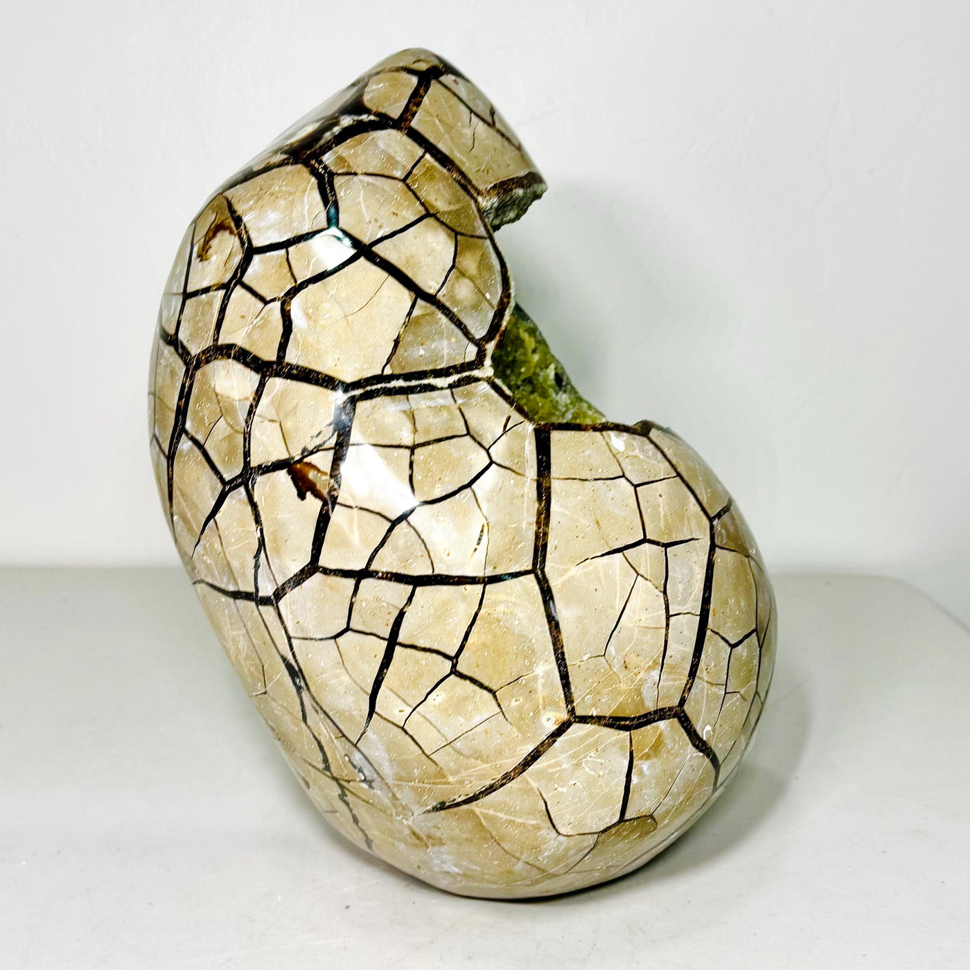Side of Septarian AET29 showing the sculpted opening and polished tan exterior