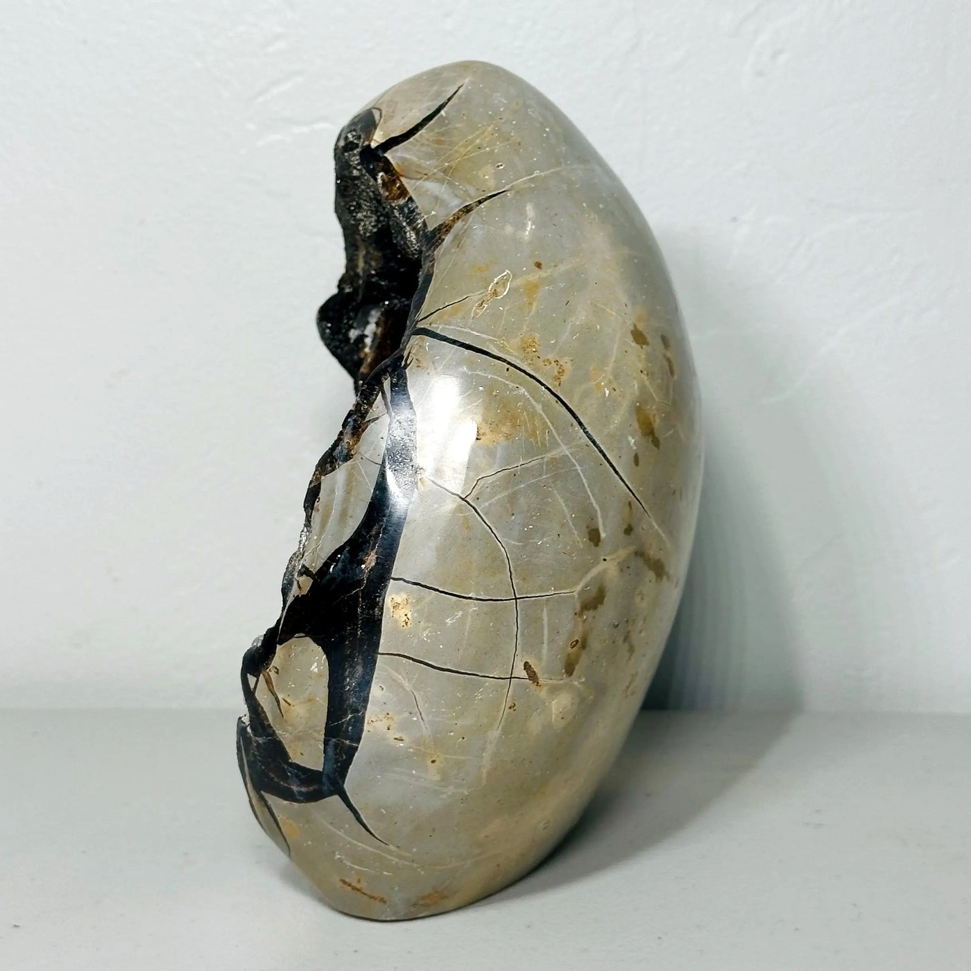 One-of-a-Kind Septarian Freeform with Druzy Cavity (7.5 in, 6 lb) — média du produit 2