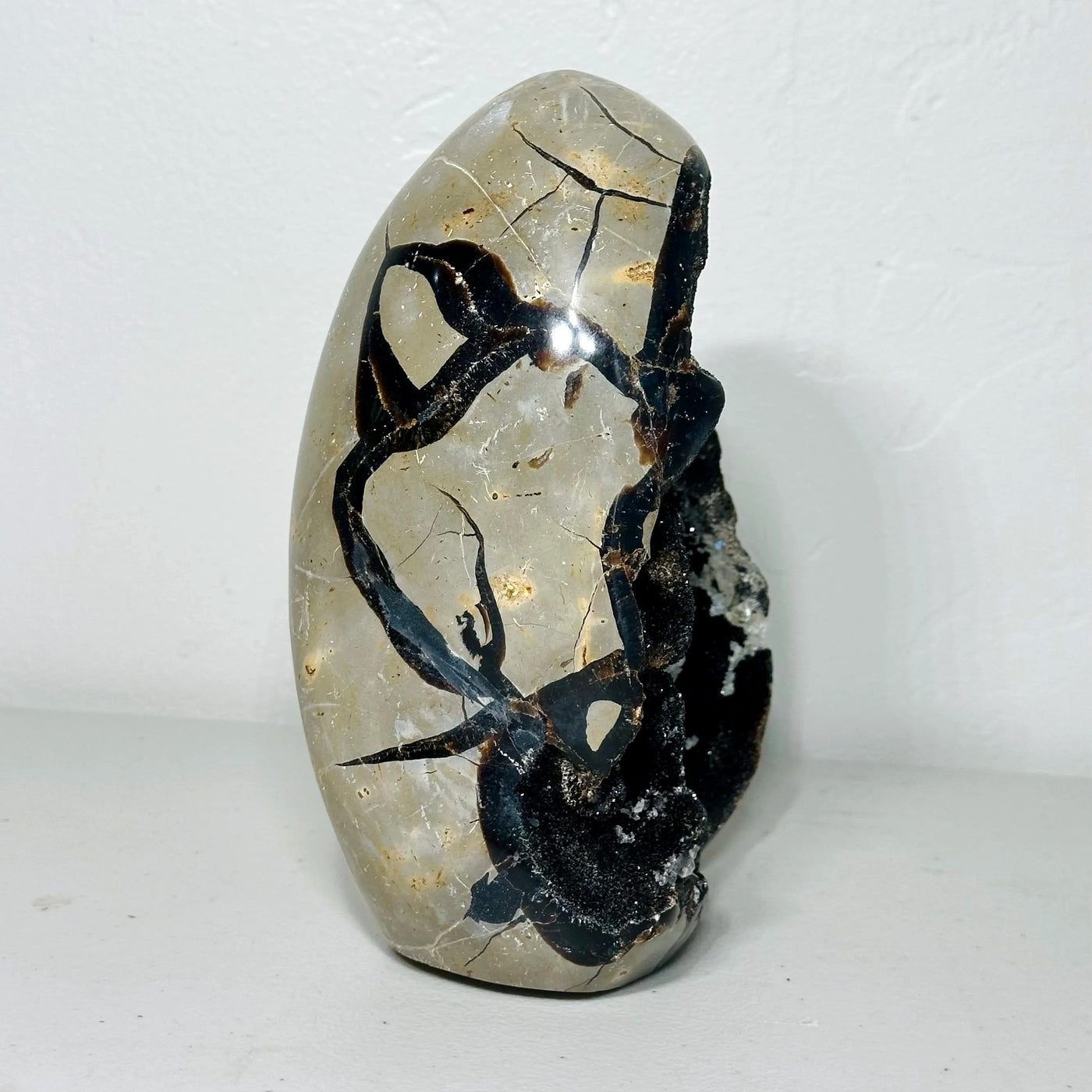 One-of-a-Kind Septarian Freeform with Druzy Cavity (7.5 in, 6 lb) — média du produit 3